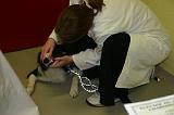 AUSCULTATION 137